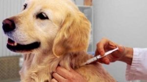 Вакцинация домашних животных против бешенства.